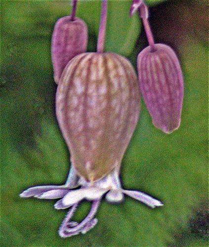 Blüte eines Aufgeblasenen Leinkrautes(Silene vulgaris(Moench)Garck)