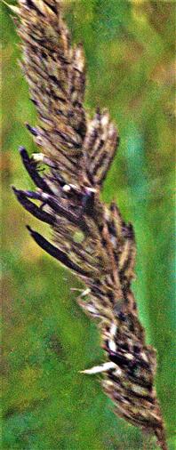 Purpurbrauner Mutterkornpilz(Claviceps purpurea(Fr. ; Fr. ) Tul.)