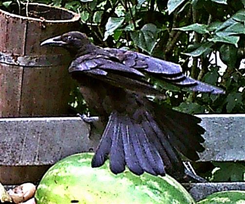 Saatkrhe(Corvus frugilegus(L. 1758)) Beginn des Abfluges