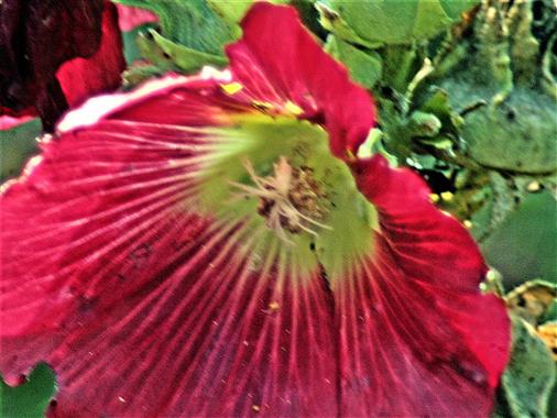 Rote Blüte einer Stockrose(Alcea rosea(L.))