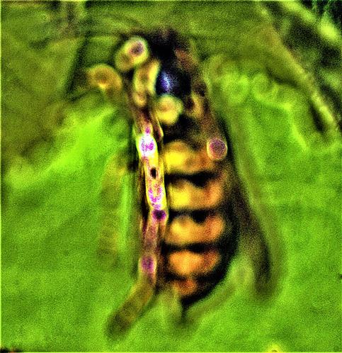 Gemeine Wespe(Vespula vulgaris(L. 1758)) 