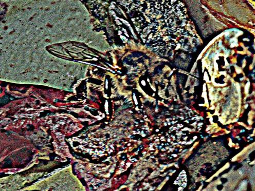Westliche Honigbiene(Apis mellifera(L. 1758)) sich am Kompost stärkend