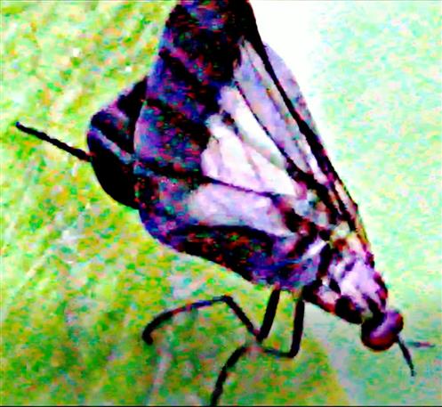 Weibliche Tanzfliege(Rhamphomyia marginata(Fabricius 1787))
