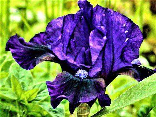Blüte der Hohen Bart-Iris bzw. Schwertlilie(Iris x barbata-elatior)
