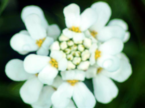 Steinkraut(Alyssum) (weißblühend 