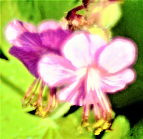 Gezüchtete Art Geranium mit einer rosafarbenen Blüte(Geranium cantabrgiense)