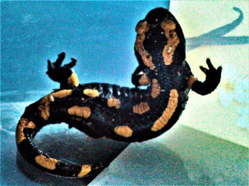 Junger Gebänderter Feuersalamander(Salamandra salamandra ssp. terrestris
