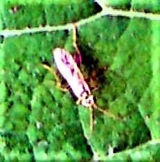 Blattwespe (Rhogogaster(chlorosoma(Benson 1943)))