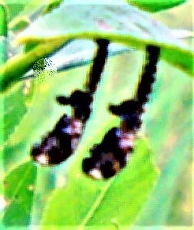 Puppenhülle(Exuvie) von geschlüpften Käfern(Weidenblattkäfer(Chysomela vigintipunctata(Scopoli 1763))