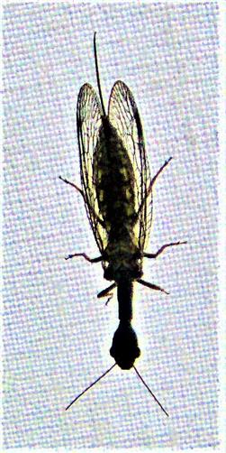 Kamelhalsfliege(Phaeostigma notata(Fabricius 1781))