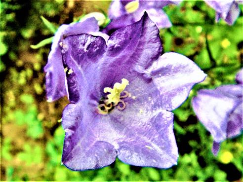 Blaue Blüte einer Pfirsichblättrigen Glockenblume(Campanula persicifolia(L.))