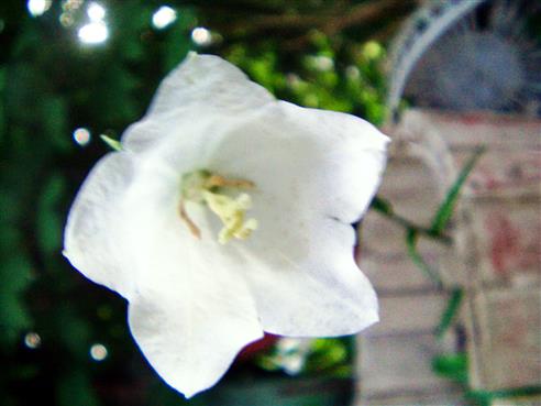 Weiße Blüte der Pfirsichblättrigen Glockenblume(Campanula persicifolia(L.))