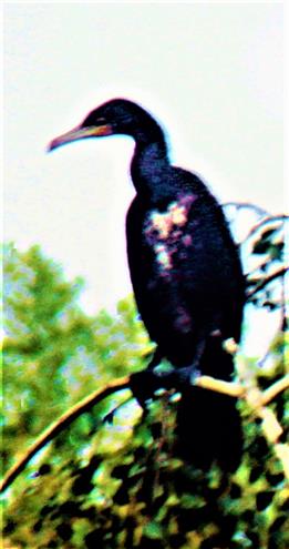 Kormoran(Phalacrocorax carbo(L. 1758)) im Anistz Juli 2021