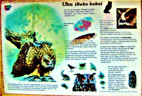 Schautafel Uhu(Bubo bubo(L. 1758))