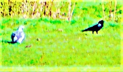 Ringeltaube(Columba palumbus(L. 1758)) beobachtet Saatkrähe(Corvus frugilegus(L. 1758)) bei ihrer Nahrungssuche