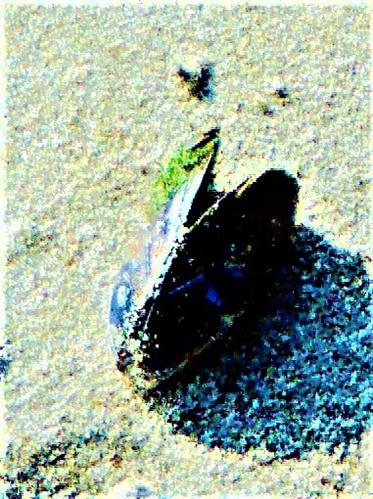 Schale einer Gemeinen Miesmuschel(Mytilus edulis(L. 1758))