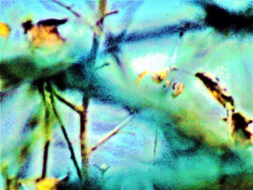 Grasähre(Festuca pratensis(Huds.)) mit Mutterkorn(Secale cornutum) des Purpurbraunen Mutterkornpilzes(Claviceps purpurea(Fr. : Fr. ) Tul.)