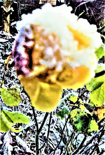 Gelbe Teerhybride (Rose)(Rosa(L.))