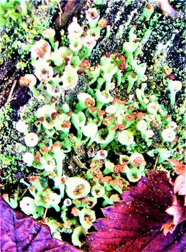 Becherflechte(Cladonia pyxidata(L.)Hoffm.) an einem an Wurzeln einer ehemaligen Waldkiefer(Pinus sylvestris(L.))