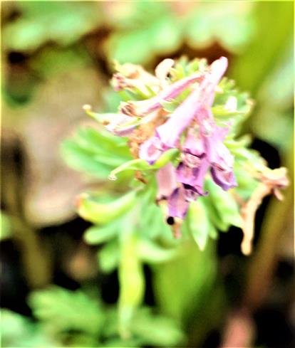 Blüten des Gewöhnlichen Erdrauches(Fumaria officinalis(L.))