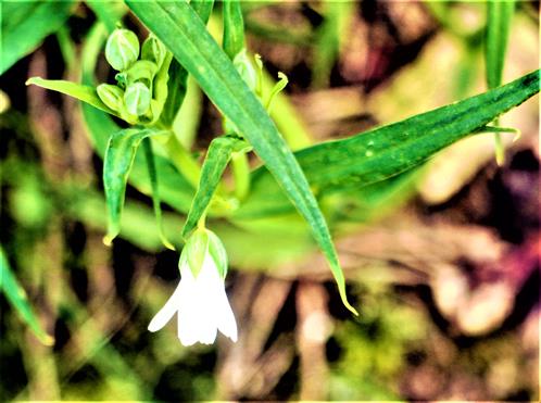 Blüte eines Filzigen Hornkrautes(Cerastium tomentosum(L.))