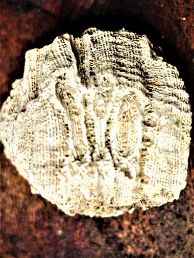 Moostierchen(Bryozoa)