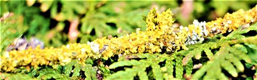 Auf einem Zweigchen überwiegend Gelbflechte(Xanthoria parietina(L.)Th. Fr.)