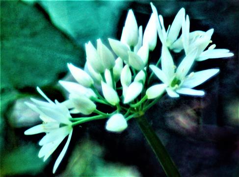 Blüten eines Bärlauchs(Allium ursinum(L.))