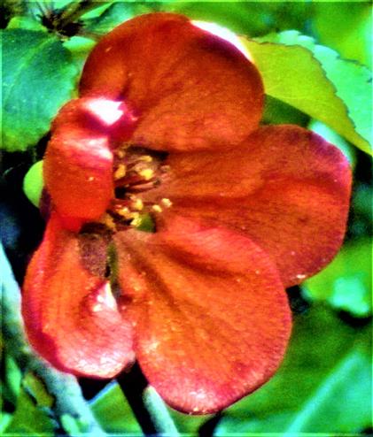 Blüte einer japanischen Zierquitte(Chaenomeles japonica(Thunb.)Lindl. ex Spach)