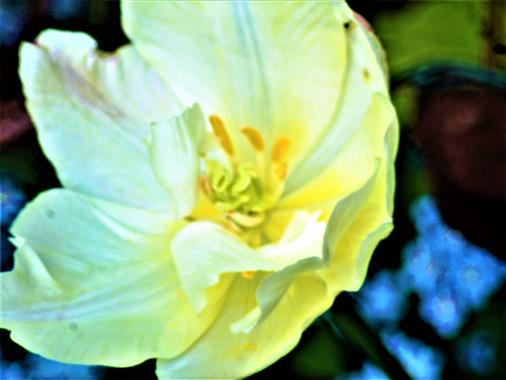 Blüte einer hellgelben Tulpe(Tulipa(L.)))