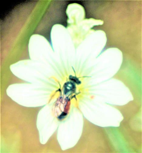 Blutbiene(Sphecodes ephippius(L. 1767)) beim Blütenbesuch(Hornkraut(Cerastium))