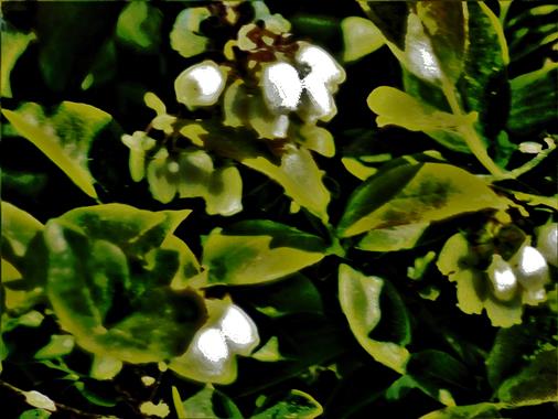 Heidelbeere(Vaccinium myrtillus(L.)) in Blüte