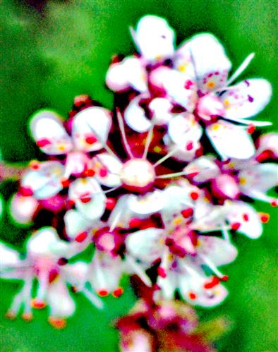 Blüten des Porzellanblümchens(Saxifraga x urbium(D. A. Webb.))