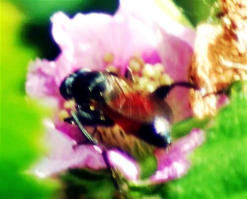 Rotschwarze Spinnenwespe(Arachnospila anceps(Wesmael 1851)) beim Blütenbesuch