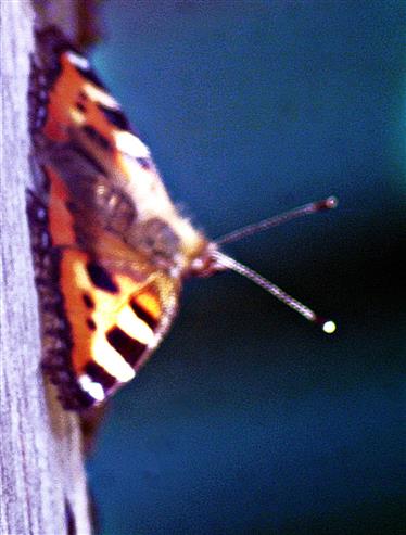 Kleiner Fuchs(Aglais urticae(L. 1758)) zu Besuch an einem Schmetterlingsnistkasten