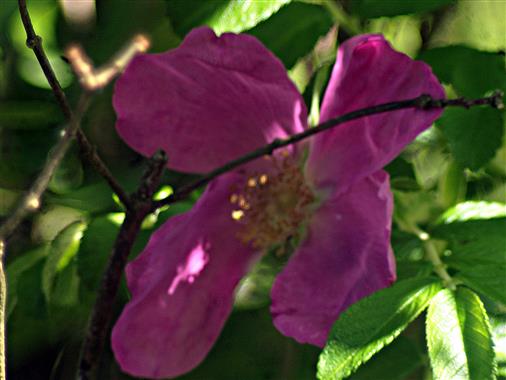 Blüte einer Kartoffelrose(Rosa rugosa(Thunb.))