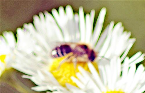 Gemeine Seidenbiene(Colletes darviesanus(Smith 1846)) beim Blütenbesuch
