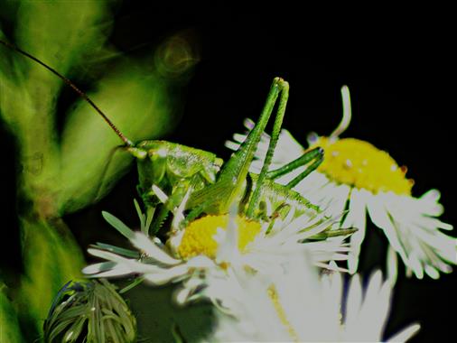Großes bzw. Grünes Heupferd(Tettigonia viridissima(L. 1758)) auf Blüten des Einjährigen Feinstrahls(Erigeron annuus(L. )Desf..)