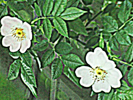 Blüten einer Heckenrose(Rosa corymbifera(Borkh.))