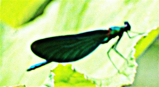 Männliche Blauflügel-Prachtlibelle(Calopteryx virgo(L. 1758)) ruhend
