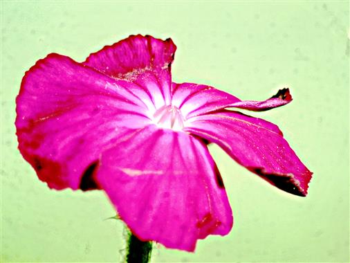 Blte einer Pfingstnelke(Dianthus grationapolitanus(L.))