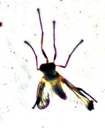 Schnepfenfliege(Rhagio lineola(Fabricius 1794))