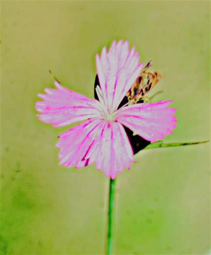 Bartnelke(Dianthus barbatus(L.))