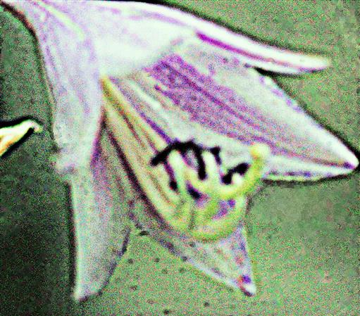 Blüte einer Blaublatt-Funkie(Hosta siebenboldiana(Engl.))
