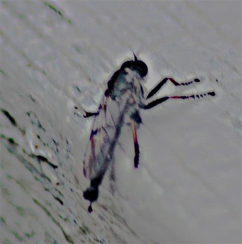 Gartenraubfliege(Neomochtherus geniculatus(Meigen 1820))