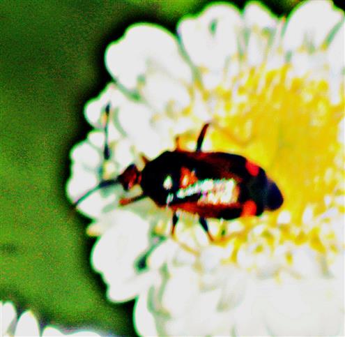 Rote Weichwanze(Deraeocoris ruber(L. 1758)) beim Blütenbesuch auf Mutterkraut(Tanacetum parthenium(L.)Sch. Bip.)