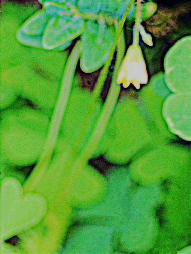 Blüte des Aufrechten Sauerklees(Oxalis stricta(L.))