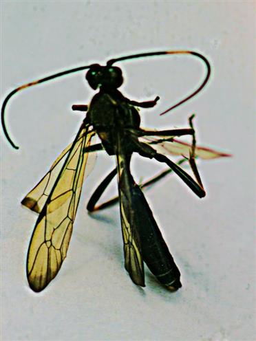 Hybride einer Schlupfwespe(Stenichneumon militarius(Thunberg 1822) bzw. Stenichneumon culpator(Schrank 1802))