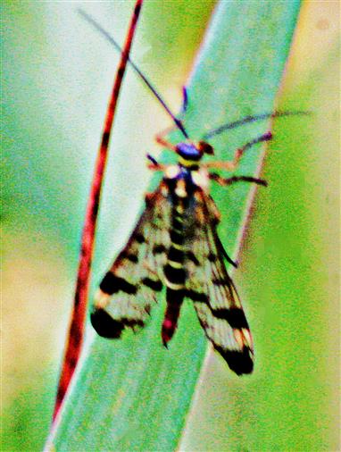 Weibliche Gemeine Skorpionsfliege(Panorpa communis(L. 1758))