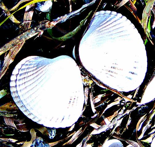(Muschel-)Schalen einer Gemeinen Herzmuschel(Cerastoderma edule(L. 1758))